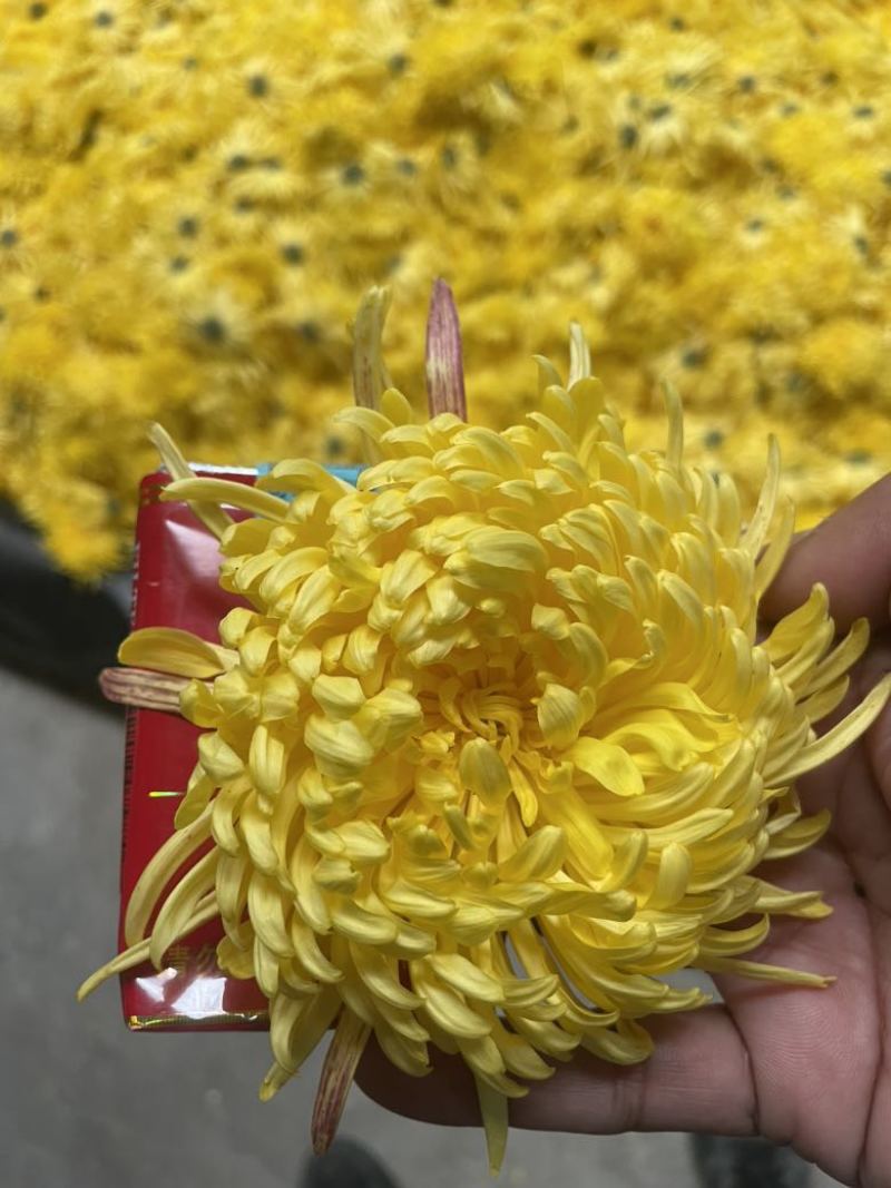 金丝皇菊
