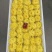 金丝皇菊