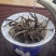 普洱茶
