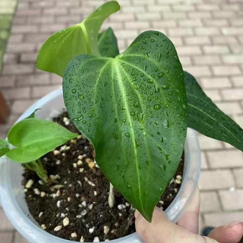闽卉三角洲花烛绿植水生植物组培苗穴盘苗瓶苗