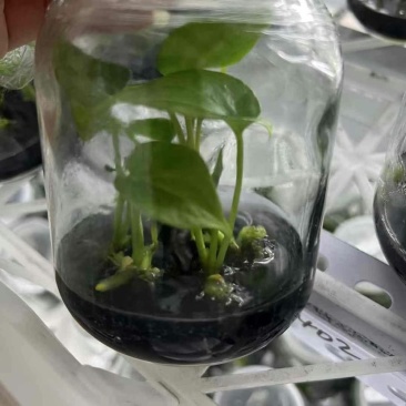 闽卉三角洲花烛绿植水生植物组培苗穴盘苗瓶苗