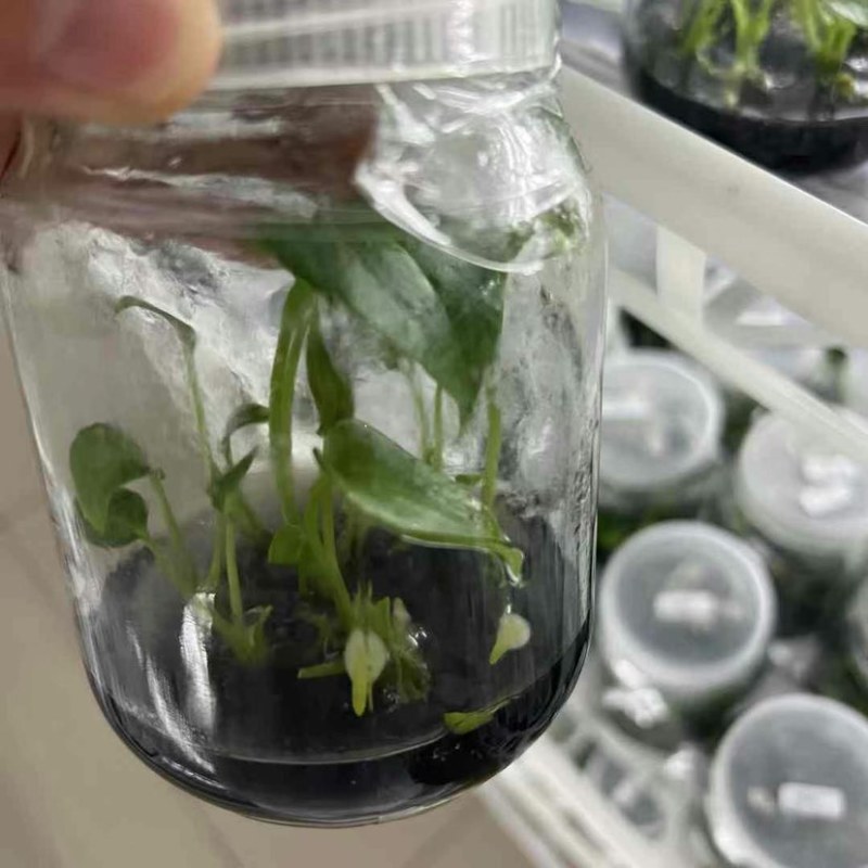 闽卉三角洲花烛绿植水生植物组培苗穴盘苗瓶苗