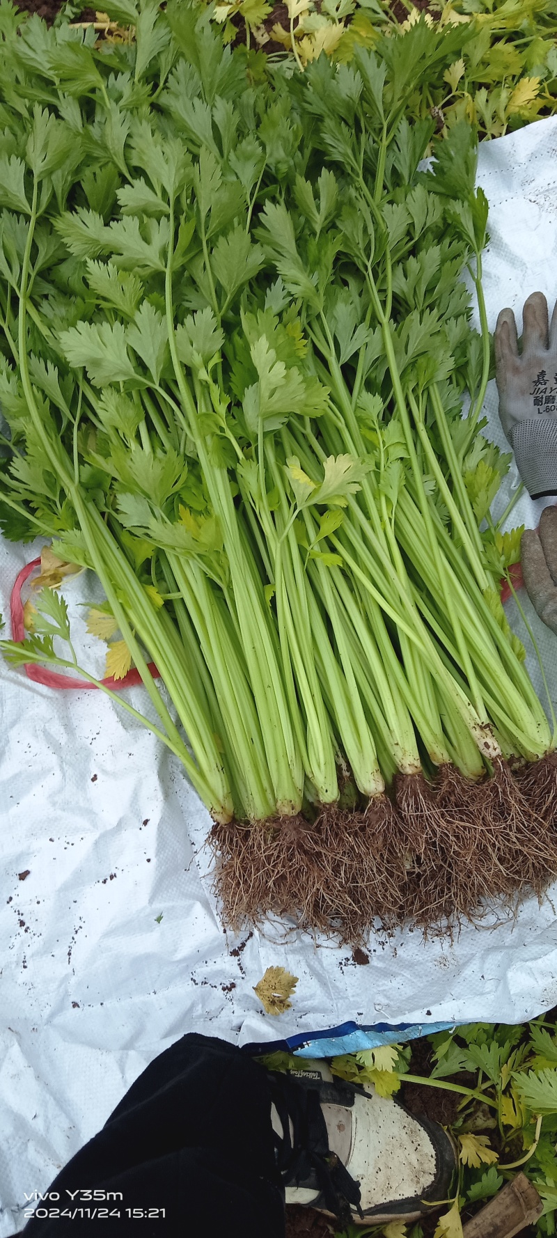 芹菜