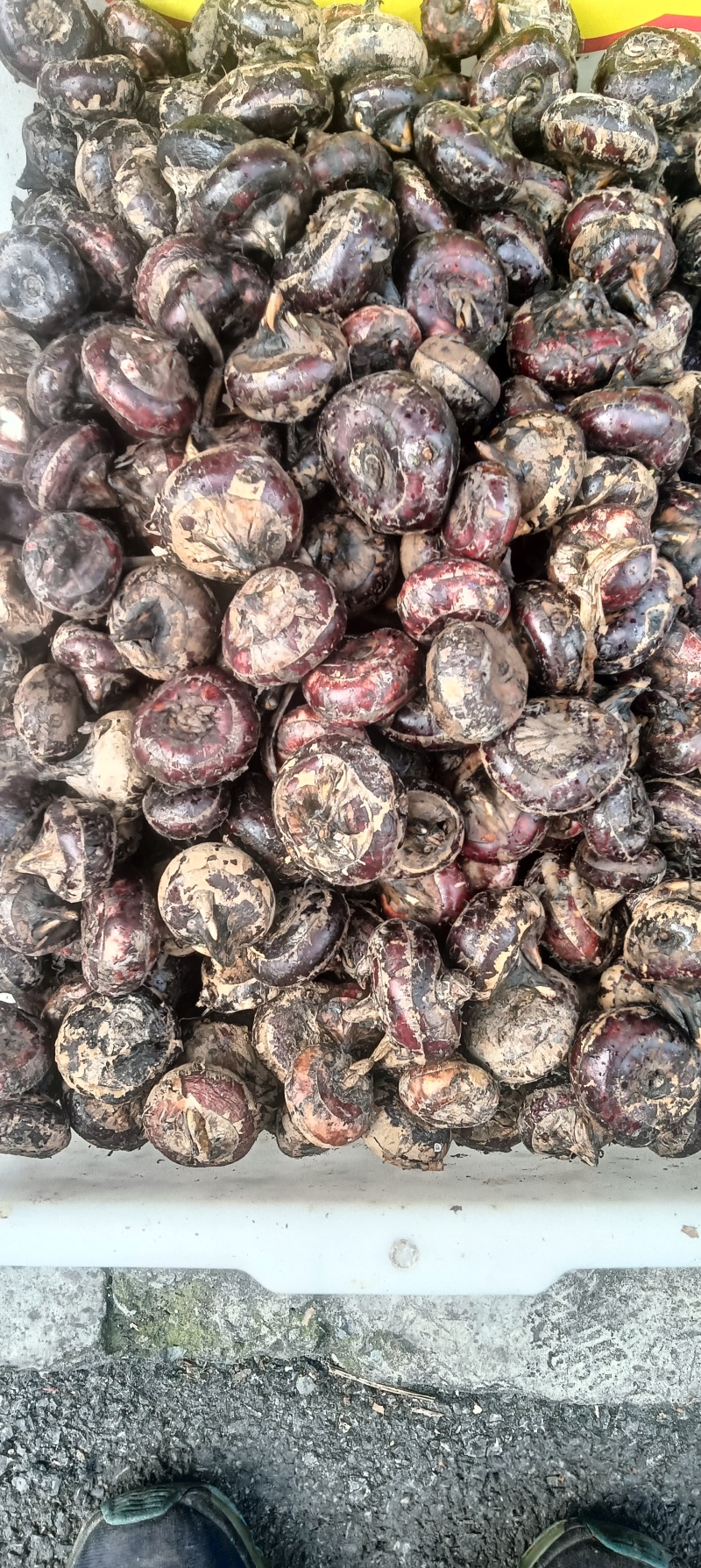 马蹄子