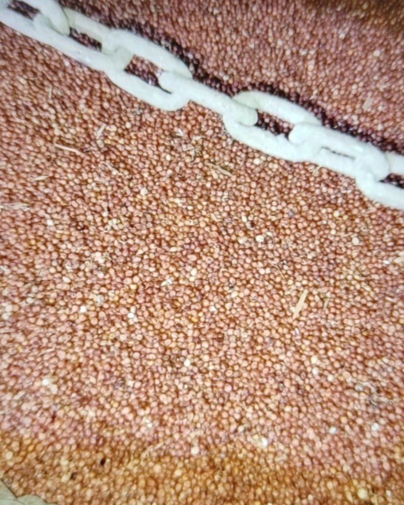 红高梁，干货