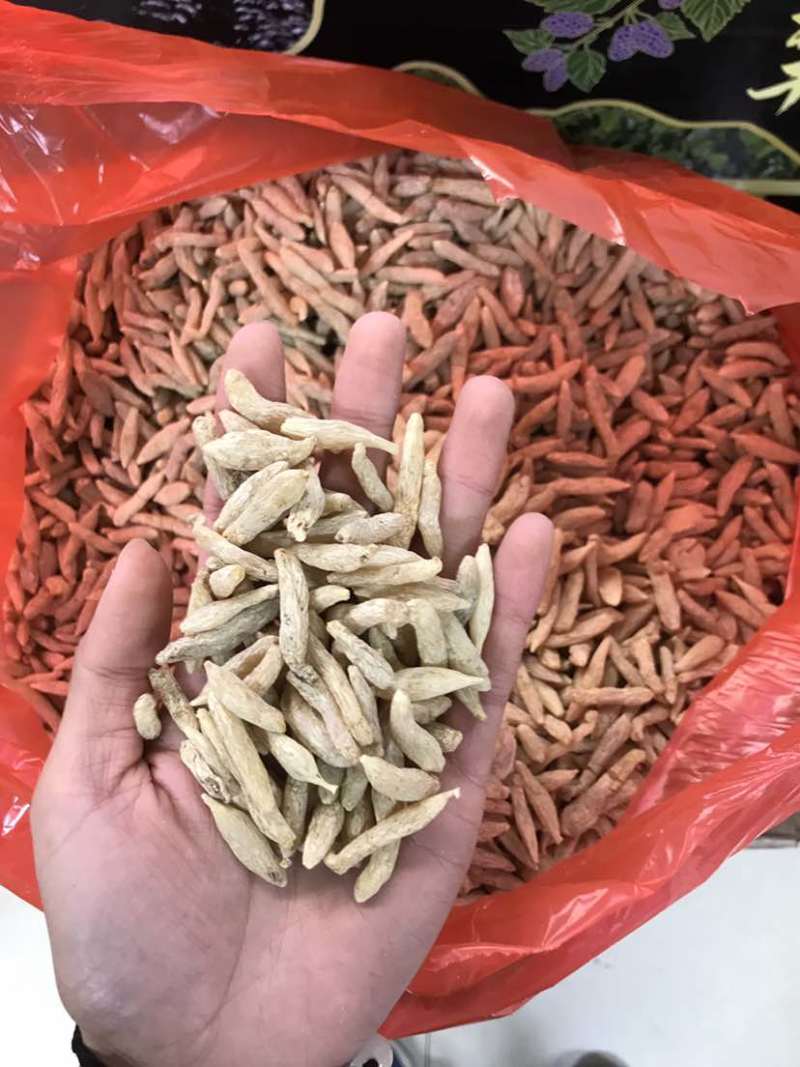 特级川麦冬绵阳淡黄麦冬无硫一手货源大货批发欢迎选购