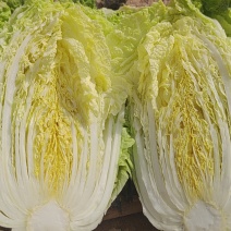 黄心白菜