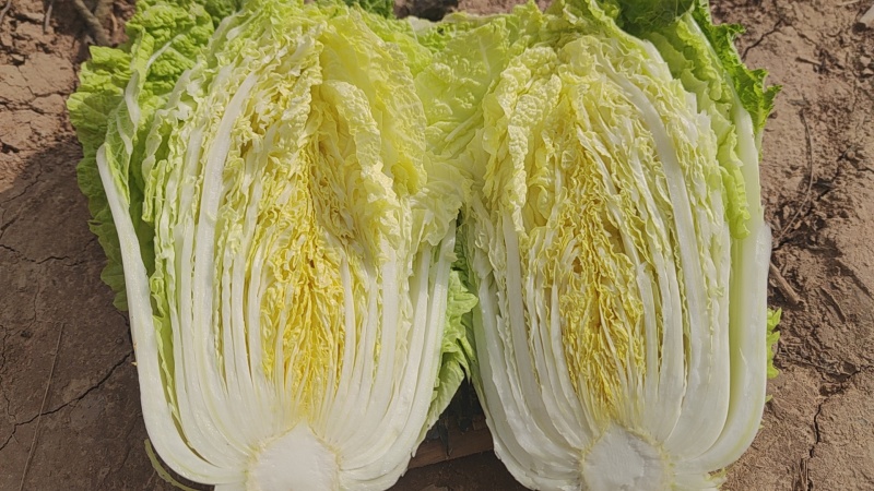 黄心白菜