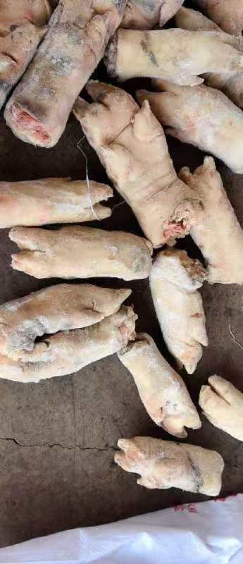 母猪蹄