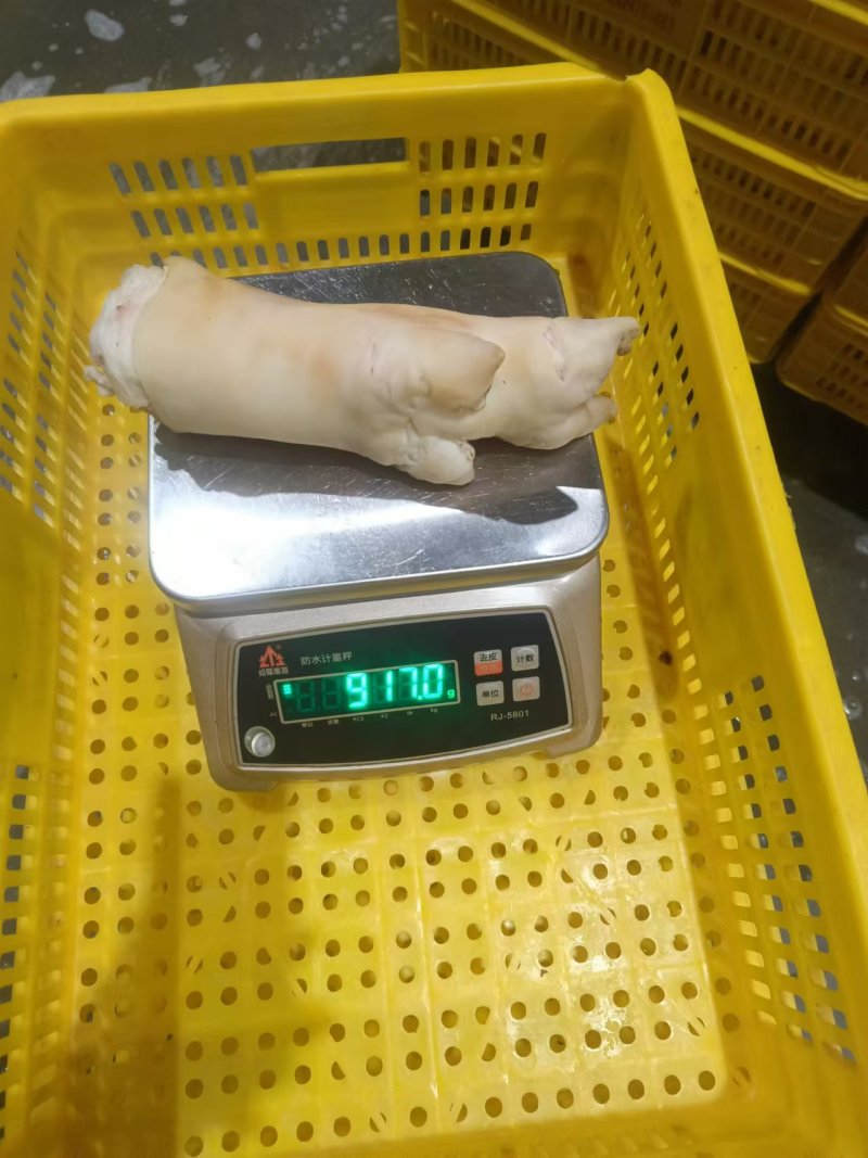 母猪蹄