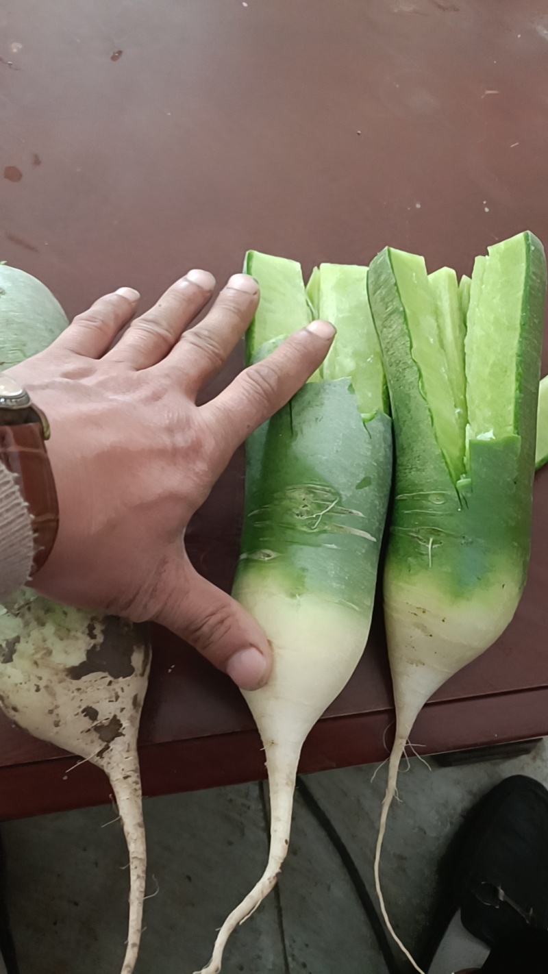 山东水果萝卜
