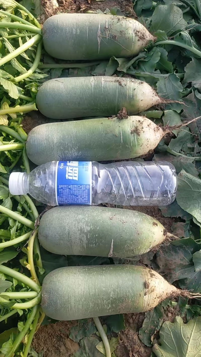 山东水果萝卜