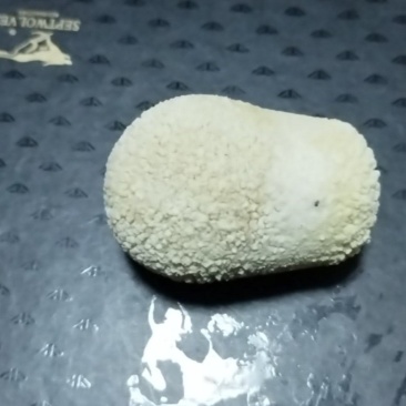 狗宝