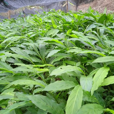 草果苗