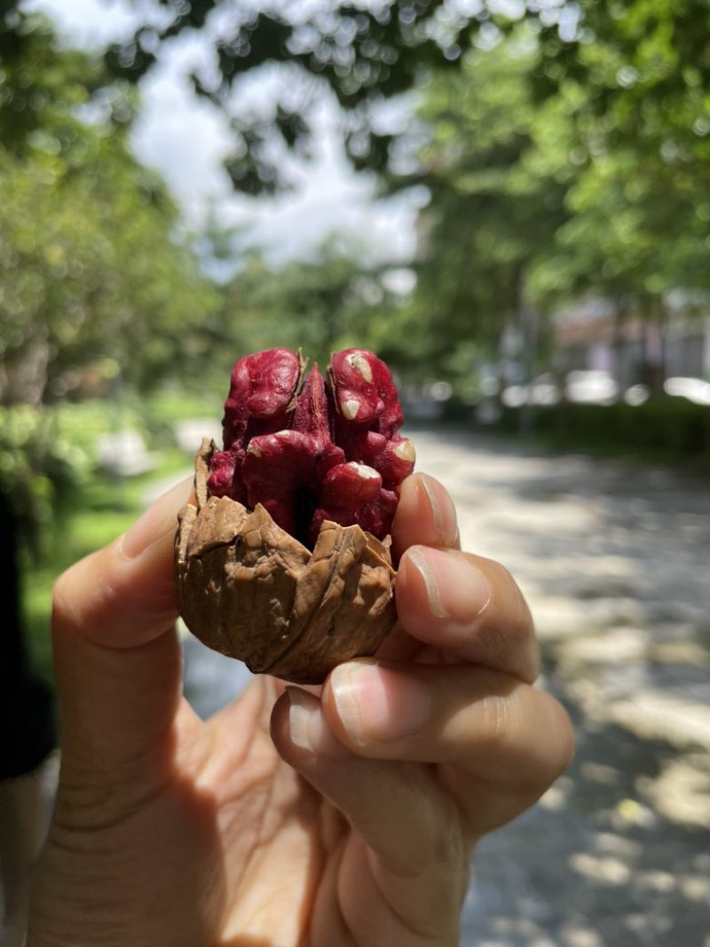 红皮核桃批发红衣核桃批发