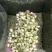 2024茉莉花茶干净漂亮色相好新货上市大量批发欢迎选