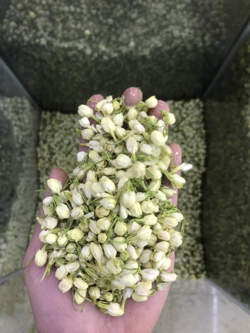 2024茉莉花茶干净漂亮色相好新货上市大量批发欢迎选
