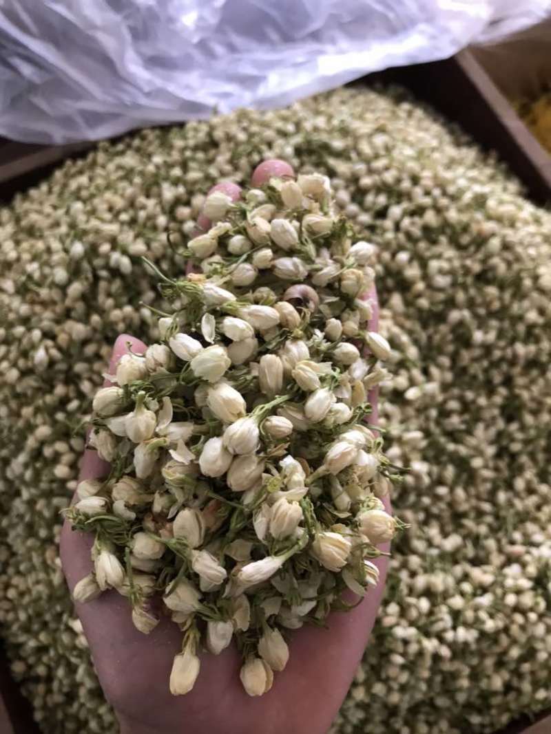2024茉莉花茶干净漂亮色相好新货上市大量批发欢迎选