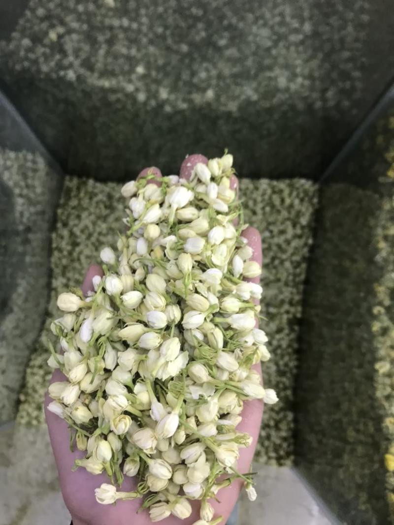 2024茉莉花茶干净漂亮色相好新货上市大量批发欢迎选