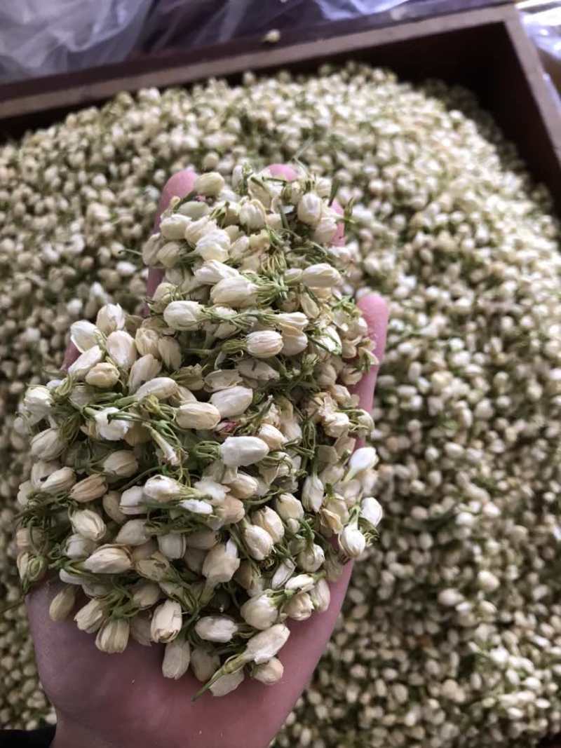 2024茉莉花茶干净漂亮色相好新货上市大量批发欢迎选