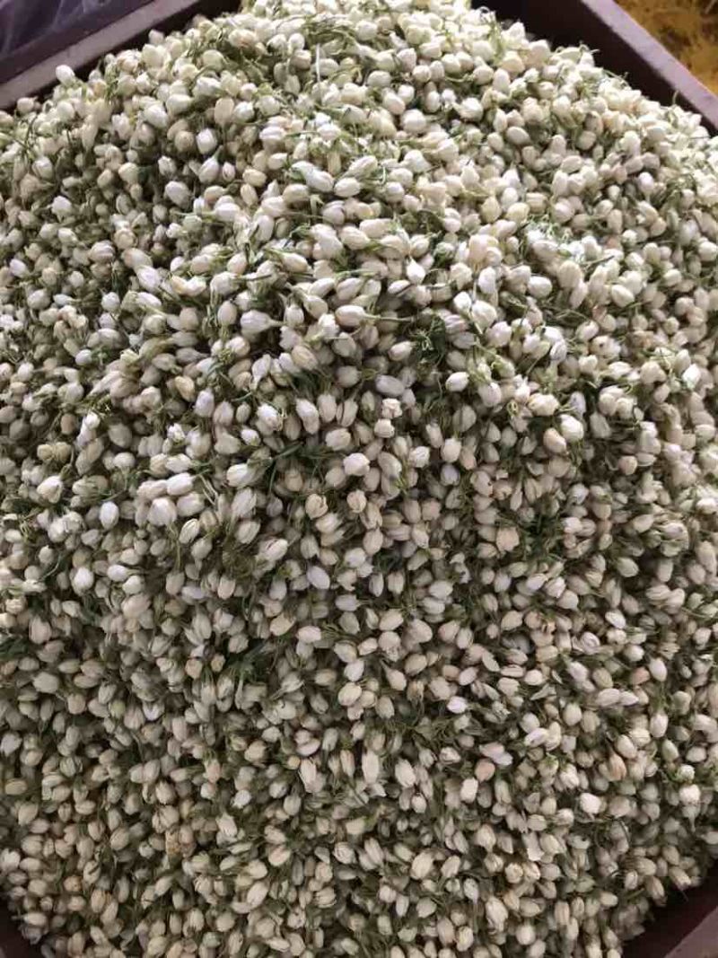 2024茉莉花茶干净漂亮色相好新货上市大量批发欢迎选