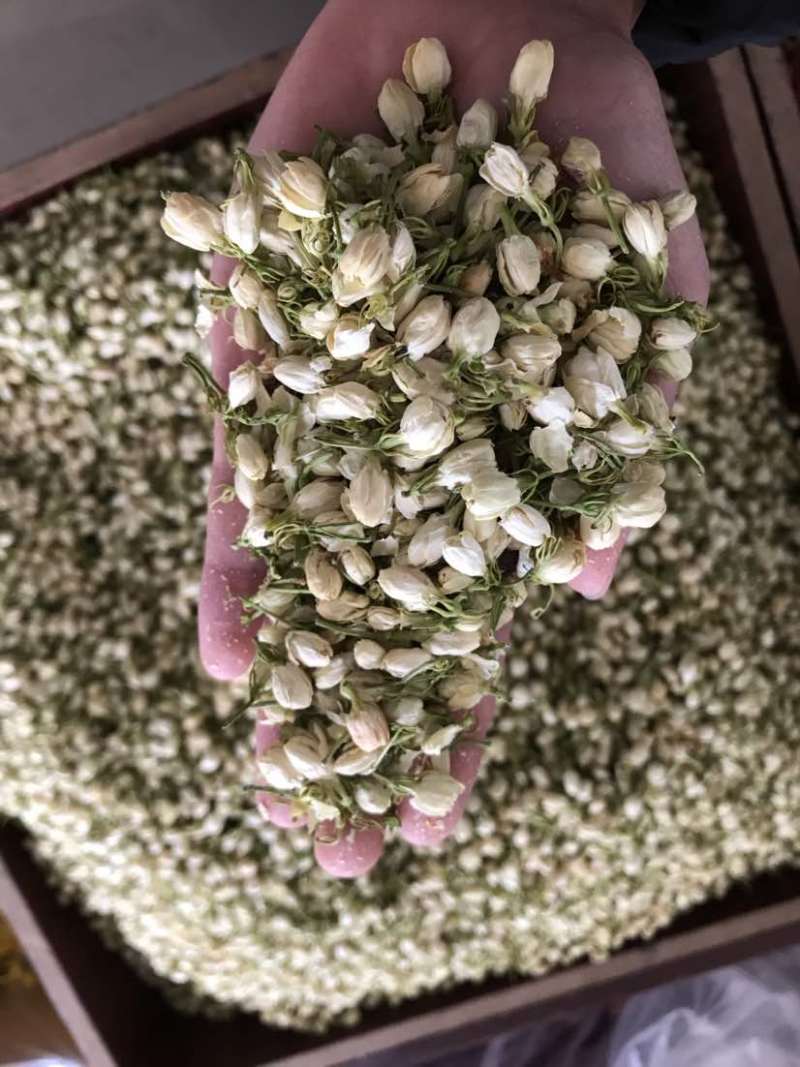 2024茉莉花茶干净漂亮色相好新货上市大量批发欢迎选