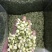 2024茉莉花茶干净漂亮色相好新货上市大量批发欢迎选