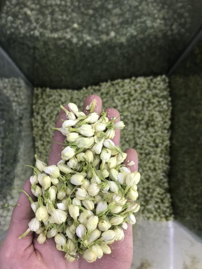 2024茉莉花茶干净漂亮色相好新货上市大量批发欢迎选