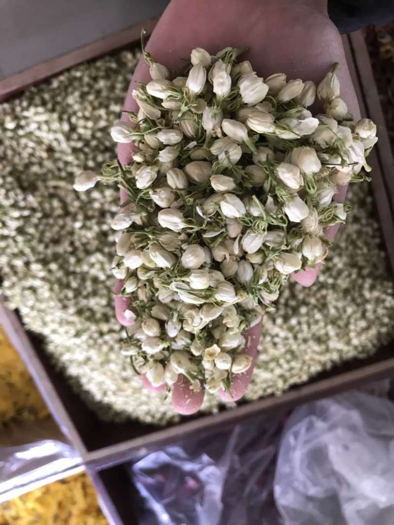 2024茉莉花茶干净漂亮色相好新货上市大量批发欢迎选