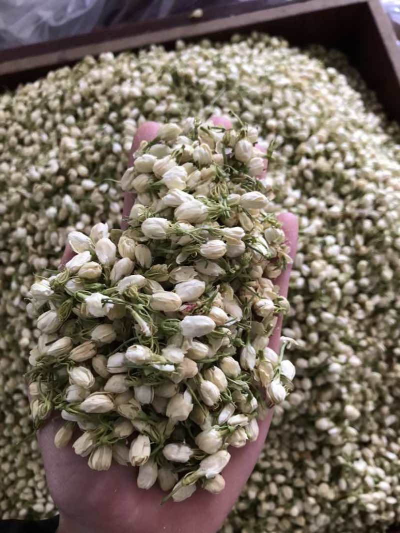 2024茉莉花茶干净漂亮色相好新货上市大量批发欢迎选