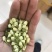 2024茉莉花茶干净漂亮色相好新货上市大量批发欢迎选