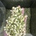 2024茉莉花茶干净漂亮色相好新货上市大量批发欢迎选