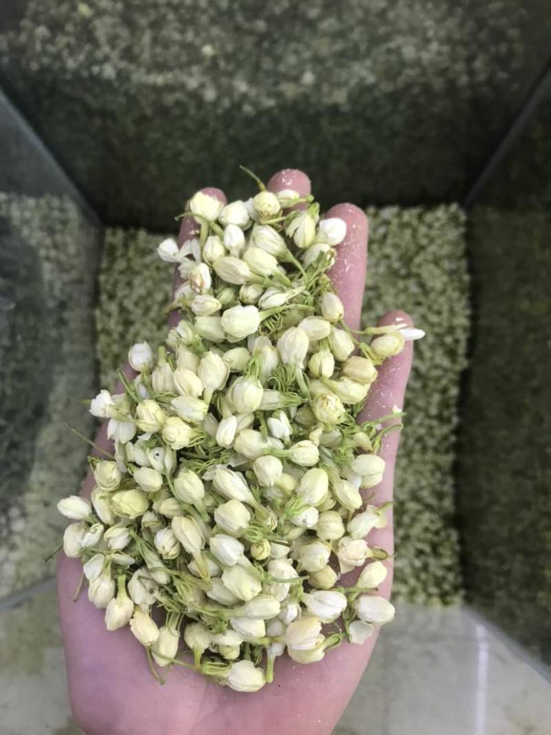 2024茉莉花茶干净漂亮色相好新货上市大量批发欢迎选