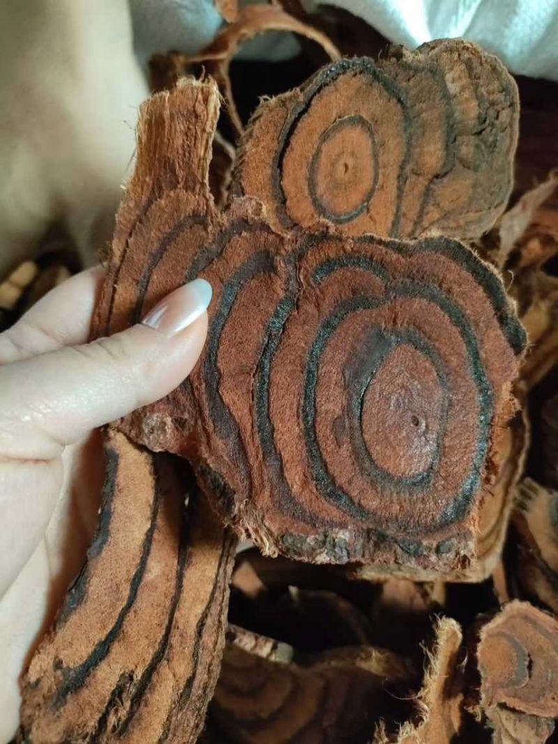 缅甸鸡血藤