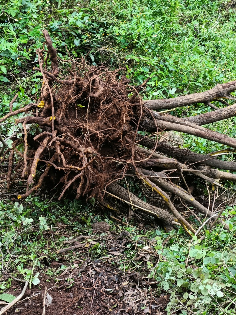 土黄连