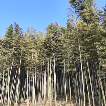 毛竹