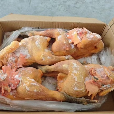 黑腿公鸡