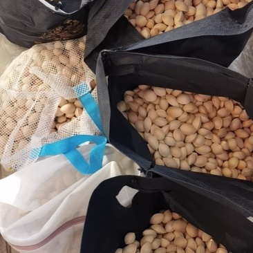 当季新鲜大白果，个人每天食用，太多吃不完，果实饱满干净
