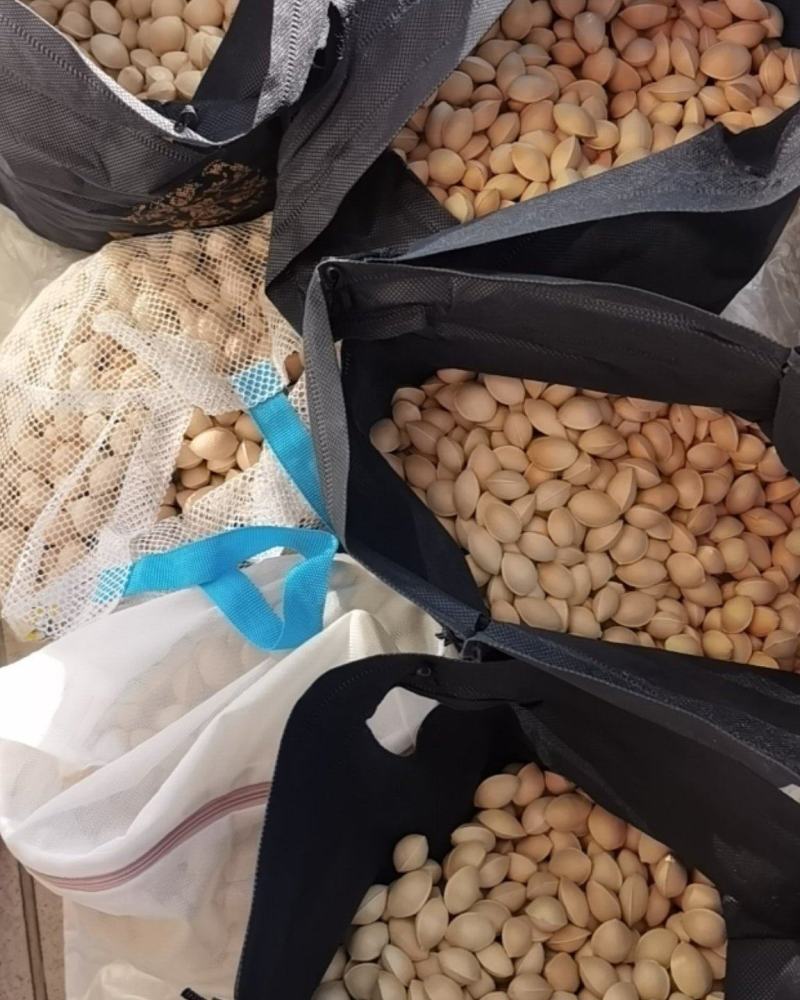 当季新鲜大白果，个人每天食用，太多吃不完，果实饱满干净