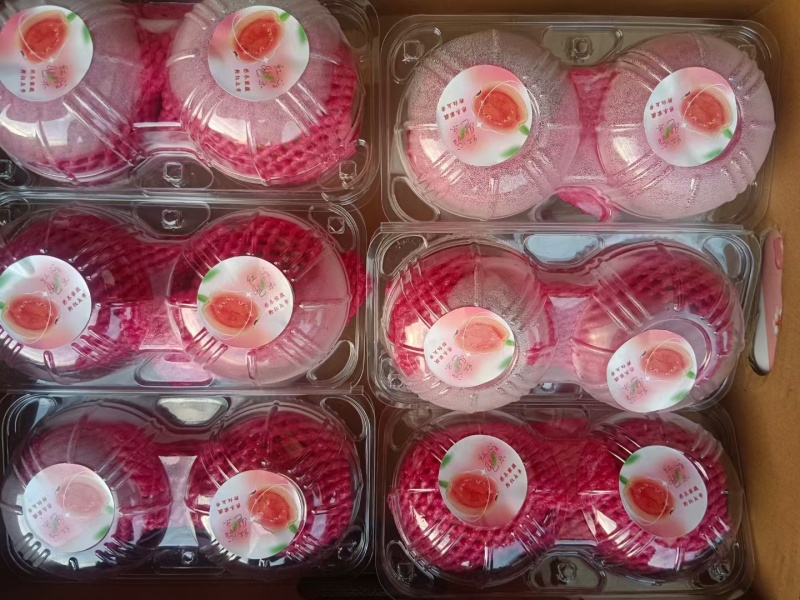 福建漳州珍珠芭乐