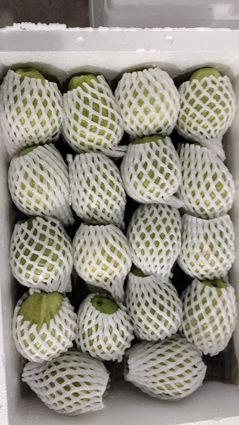 福建漳州珍珠芭乐