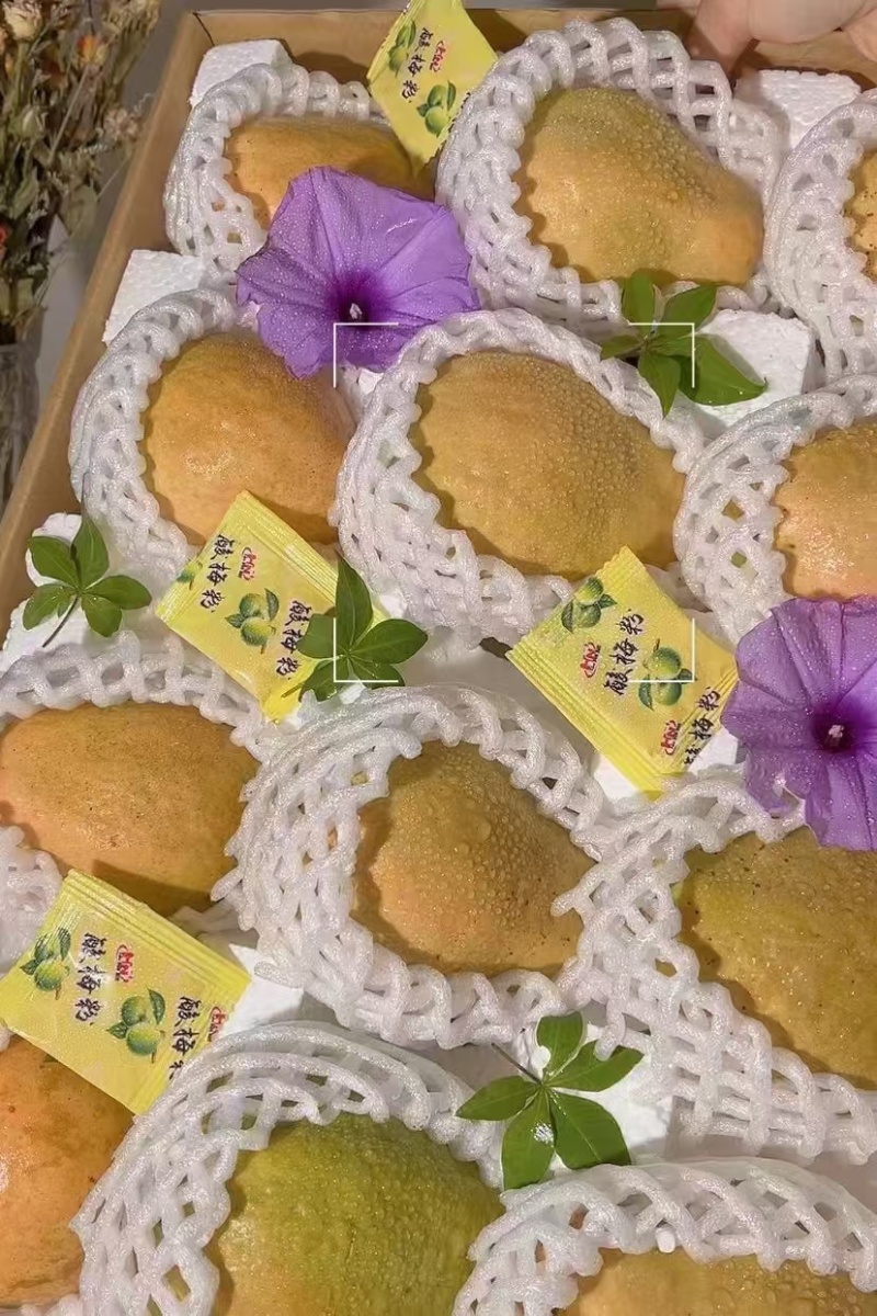 福建漳州珍珠芭乐