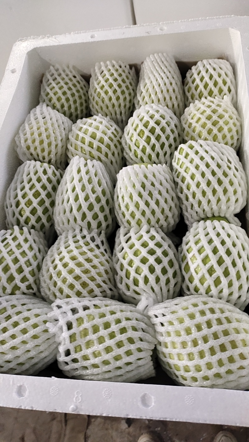 福建漳州珍珠芭乐