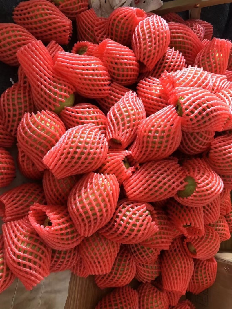 福建漳州珍珠芭乐