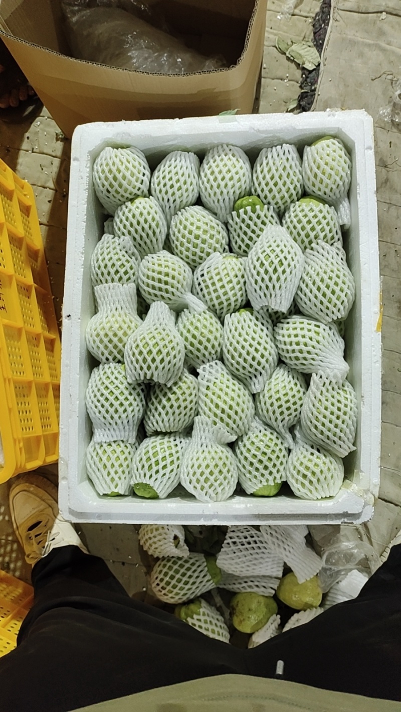 福建漳州珍珠芭乐