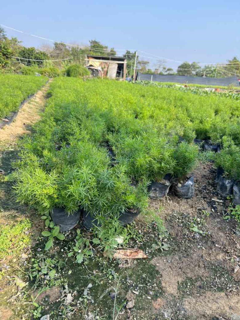 天门冬7斤袋，大量低价出售