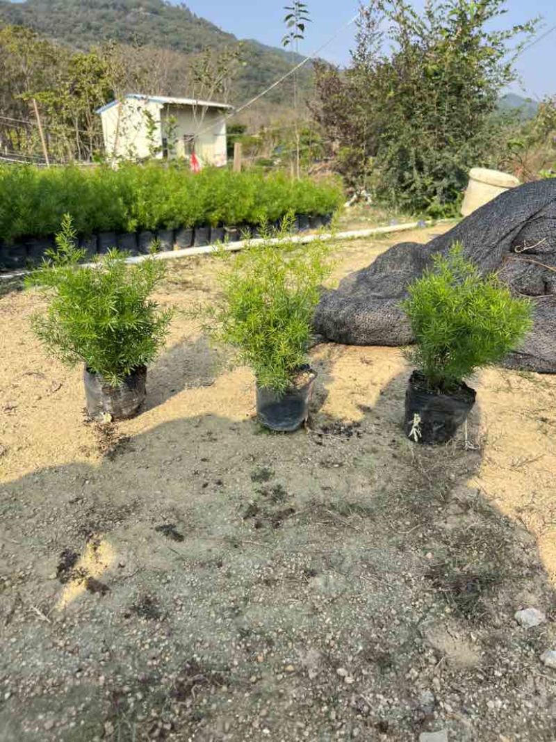 天门冬7斤袋，大量低价出售