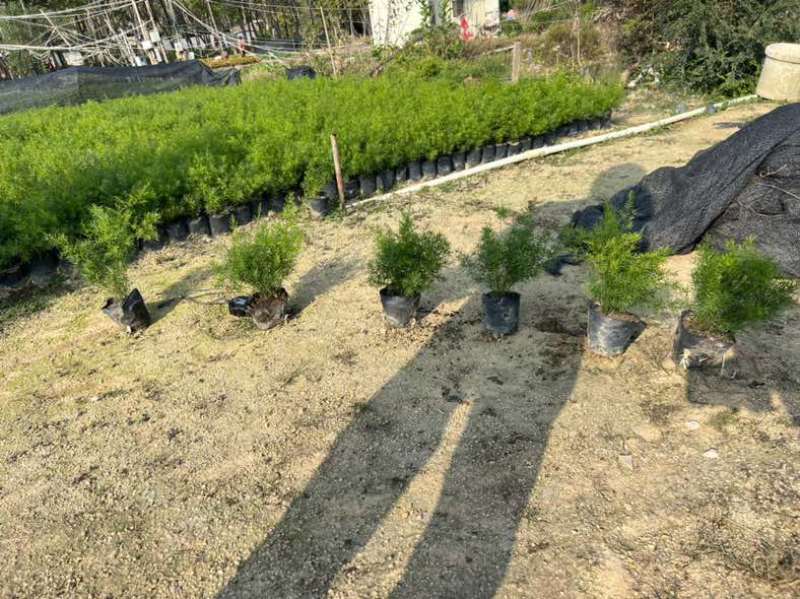 天门冬7斤袋，大量低价出售