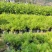 天门冬7斤袋，大量低价出售
