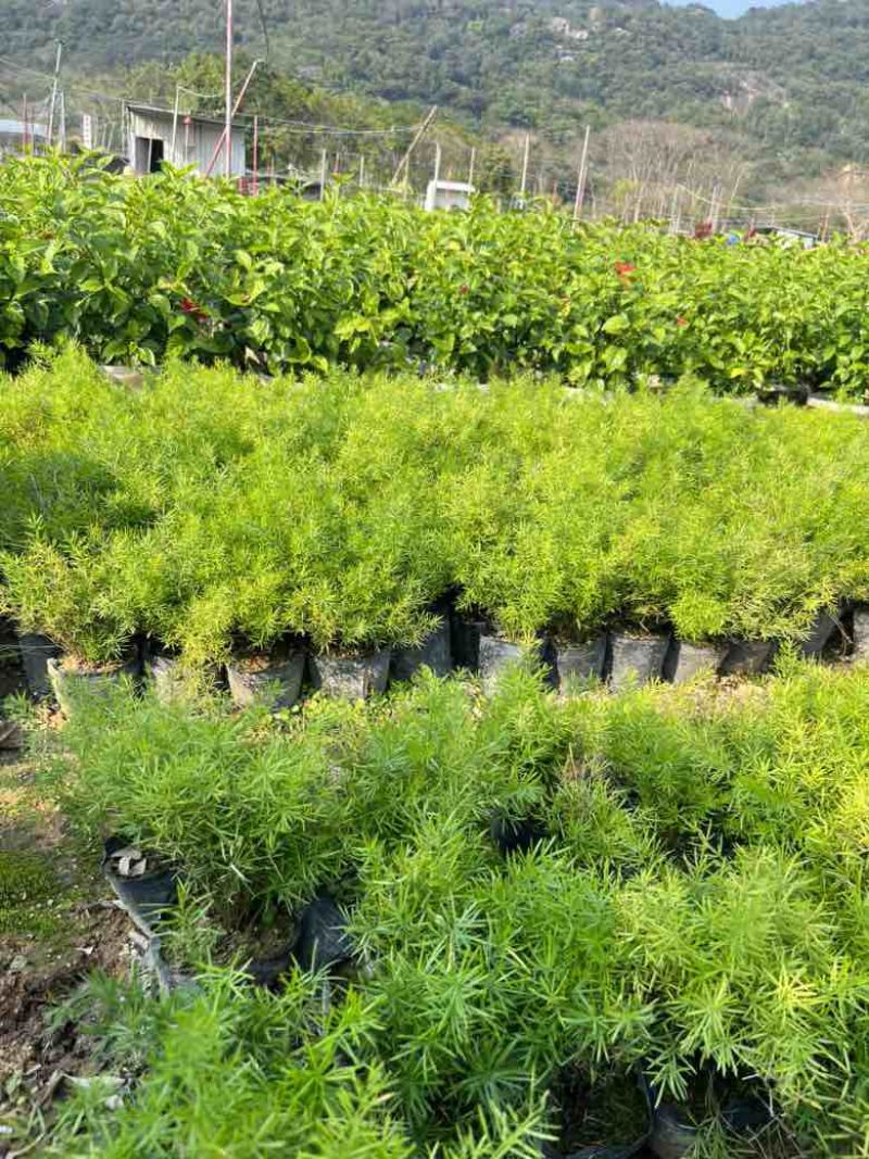 天门冬7斤袋，大量低价出售